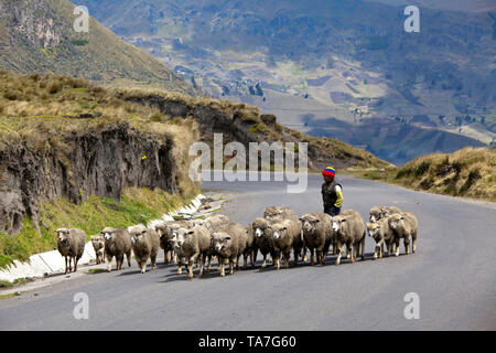 Negli altipiani del Sud di Quito, Ecuador. Alcuni Panzaleo indiani vivono in zone di montagna vicino a Casa Quemada. Pecore e un po' di agricoltura è Foto Stock