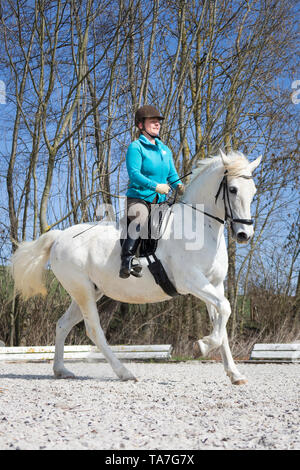 Lipizzan. Mare con pilota in un galoppo. Germania Foto Stock