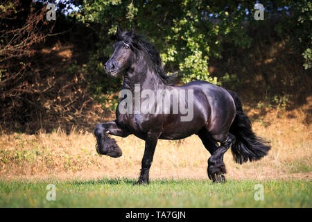 Frisone cavallo. Stallone nero trotto su un pascolo. Germania Foto Stock
