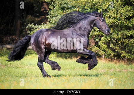 Frisone cavallo. Stallone nero al galoppo su un pascolo. Germania Foto Stock
