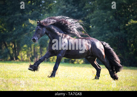 Frisone cavallo. Stallone nero al galoppo su un pascolo. Germania Foto Stock