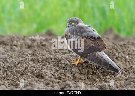 Montagu's Harrier, maschio, immaturi (Circus pygargus) Foto Stock