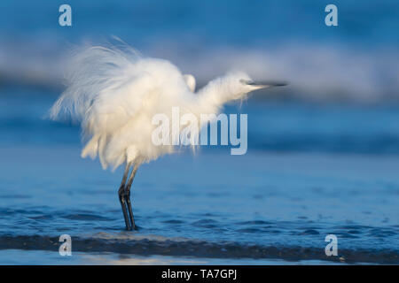 Garzetta (Egretta garzetta), Adulto scuotendo il suo piumaggio sulla riva Foto Stock