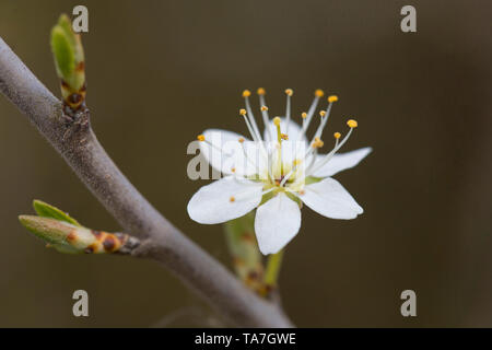 Prugnolo, Sloe (Prunus spinosa, fioritura ramoscello. Germania Foto Stock