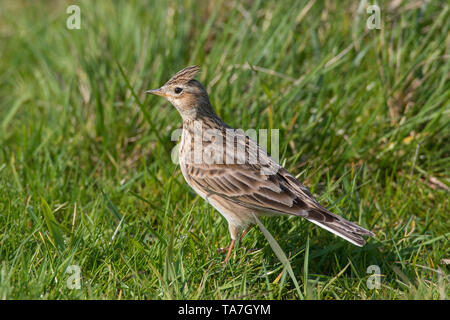 Allodola Alauda (arvense). Uccello adulto in piedi su un prato. Germania.. Foto Stock