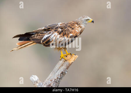 Nibbio reale (Milvus milvus), la vista laterale di un immaturo appollaiato su un albero morto in Basilicata, Italia Foto Stock