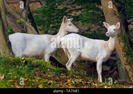 White Daini (Dama Dama). Due fa in piedi accanto a ciascun altro in una radura. Germania Foto Stock