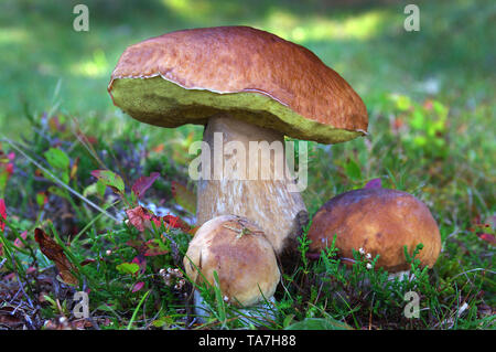 Funghi porcini, Porcino (Boletus edulis). Corpi di frutta su un rilievo bog prato. Austria Foto Stock