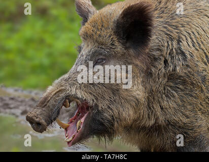 Il cinghiale (Sus scrofa). Ritratto del maschio, sbadigli. La Germania . Foto Stock