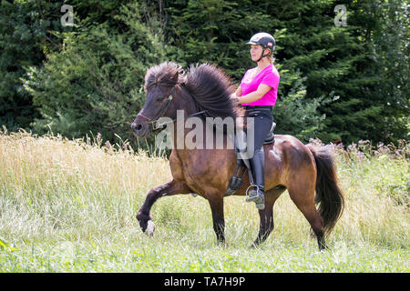 Cavallo islandese. Rider eseguendo il toelt su un cavallo nero. Austria Foto Stock