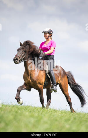 Cavallo islandese. Rider eseguendo il toelt su un cavallo nero. Austria Foto Stock