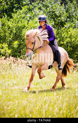 Cavallo islandese. Cavaliere a dun castrazione al galoppo su un prato. Austria Foto Stock