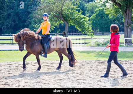 Cavallo islandese. Rider con bay stallion essendo tanto atteso. Austria Foto Stock
