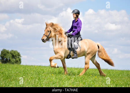 Cavallo islandese. Rider eseguendo il toelt su una connessione DUN castrazione su un prato. Austria Foto Stock