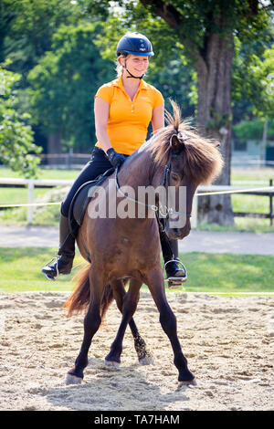 Cavallo islandese. Rider con bay stallone che mostra il movimento laterale. Austria Foto Stock