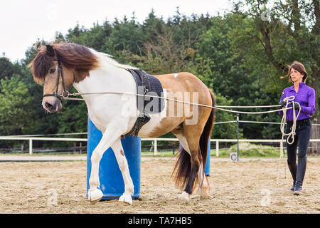 La guida di massa, chiamato anche a lungo fodera: insegnare un giovane cavallo per spostare in avanti con una persona che cammina dietro di esso, un precursore di entrambi i cavi e di pilotaggio avente redini utilizzato da un pilota montato. Austria Foto Stock