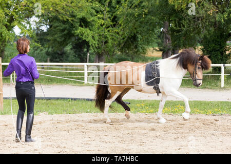 La guida di massa, chiamato anche a lungo fodera: insegnare un giovane cavallo per spostare in avanti con una persona che cammina dietro di esso, un precursore di entrambi i cavi e di pilotaggio avente redini utilizzato da un pilota montato. Austria Foto Stock