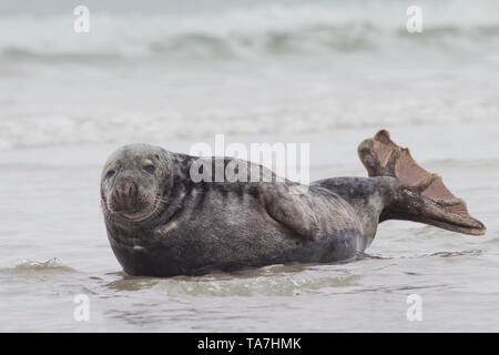 Guarnizione grigio (Halichoerus grypus). Maschio nel surf. Helgoland, Germania Foto Stock