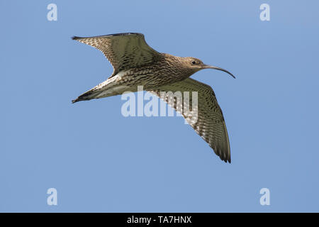 (Curlew Numenius arquata) in volo. Germania Foto Stock