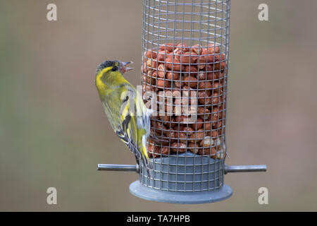 Eurasian Lucherino (Carduelis spinus) maschio appollaiato su alimentatore di arachidi. Svezia Foto Stock