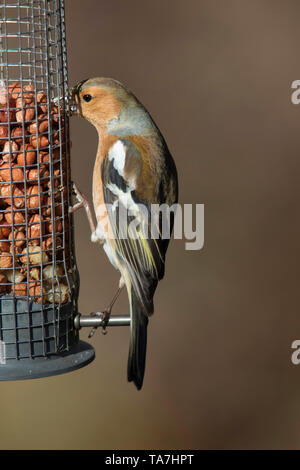 (Fringuello Fringilla coelebs). Voce maschile appollaiato su alimentatore di arachidi. Svezia Foto Stock