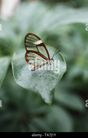 Clearwing butterfly poggiante su un gessoso foglia verde. Foto Stock