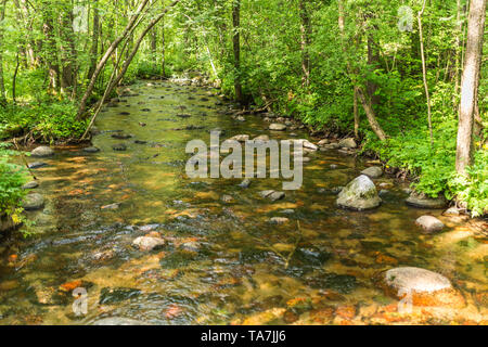 Stony river nel bosco tra gli alberi, Czarna Hańcza, Suwalski Landscape Park Foto Stock