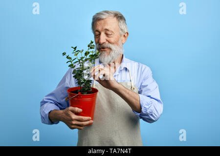 Giovane uomo barbuto, vestito in maglietta blu e grigio grembiule avendo cura di fiori. close up verticale isolati a sfondo blu. vecchio uomo toccando le foglie o Foto Stock