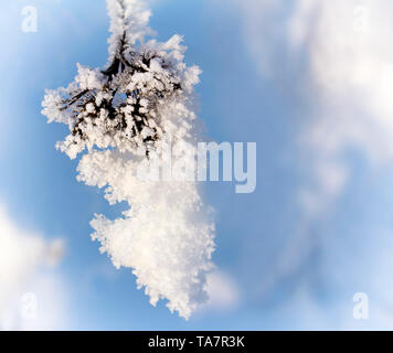 Ramo di Bush con un sacco di brina sullo sfondo del cielo blu. Presentati in close-up. Foto Stock
