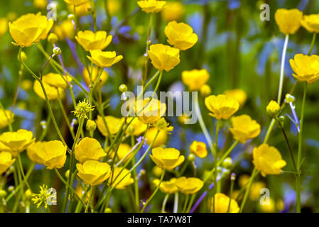 Prato buttercup / alto / ranuncolo ranuncolo comune / ranuncolo gigante (Ranunculus acris) in fiore Foto Stock