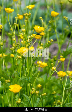 Lanosi buttercup (Ranunculus lanuginosus) in fiore Foto Stock