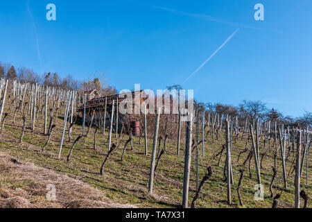 Piccola casupola in mezzo al vigneto Foto Stock