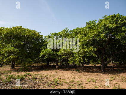 Piantagione di burro di karité o alberi di karitè, Savanes distretto, Shienlow, Costa d'Avorio Foto Stock