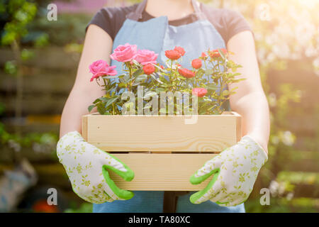 Immagine della donna in guanti con scatola con Rose in piedi in giardino nel pomeriggio Foto Stock