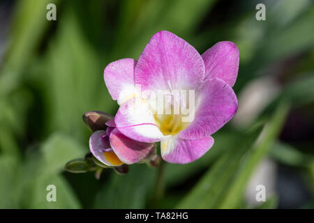 Primo piano di Freesia - profumato Sunburst rosa, Regno Unito Foto Stock