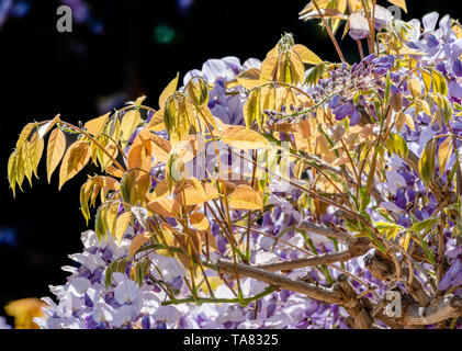 Lussureggianti fiori viola del glicine nella luce del tramonto su uno sfondo nero. Foto Stock