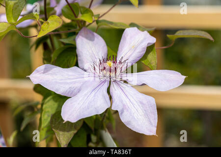 Primo piano di arrampicata Clematis Bernadine fioritura in un giardino inglese, Regno Unito Foto Stock