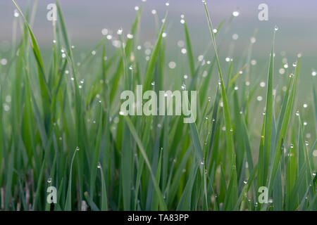 Rugiada di mattina su foglie di erba Foto Stock