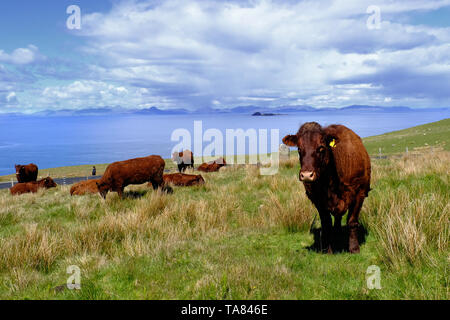 Isola di Skye, vacche a Colbost Folk Museum, Dunvegan Scozia 8 Maggio - 19th. Viaggio attraverso la Scozia Foto Samantha Zucchi Insidefoto Foto Stock