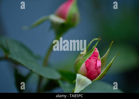 Boccioli di rosa in primavera Foto Stock