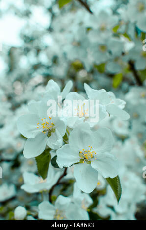 Fiori di Apple Blossom. Sullo sfondo di un bianco, bella e piante a molla. Foto Stock