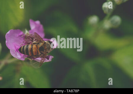 Molla fiore singolo e bee Foto Stock