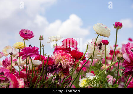 Campo dei fiori che sbocciano renoncules di diversi colori di close-up contro il cielo blu con nuvole Foto Stock