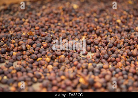 Close-up di caffè crudo fagioli essiccamento in cassa Foto Stock