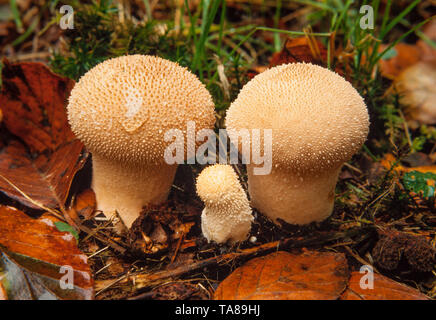 Puffball funghi Lycoperdon perlatum, Autunno, UK. Foto Stock