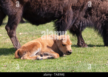 Un vitello di bisonte pan come madre sfiori in Mammoth Hot Springs al Parco Nazionale di Yellowstone, 11 maggio 2019 a Yellowstone, Wyoming. Foto Stock