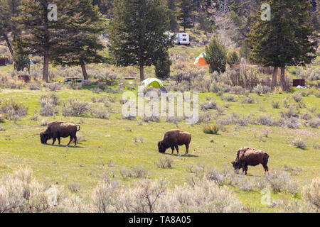 Bisonti americani pascolare il campeggio in Mammoth Hot Springs al Parco Nazionale di Yellowstone, 11 maggio 2019 a Yellowstone, Wyoming. Foto Stock