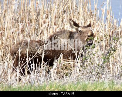 Un alce foraggi di vitello nella prateria di erba a Seedskadee National Wildlife Refuge in Sweetwater County, Wyoming. Foto Stock
