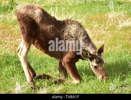 Un alce foraggi di vitello nella prateria di erba a Seedskadee National Wildlife Refuge in Sweetwater County, Wyoming. Foto Stock