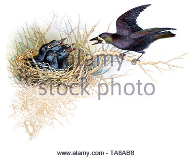 Rook (Corvus frugilegus) al nido con pulcini, illustrazione vintage pubblicato in 1898 Foto Stock